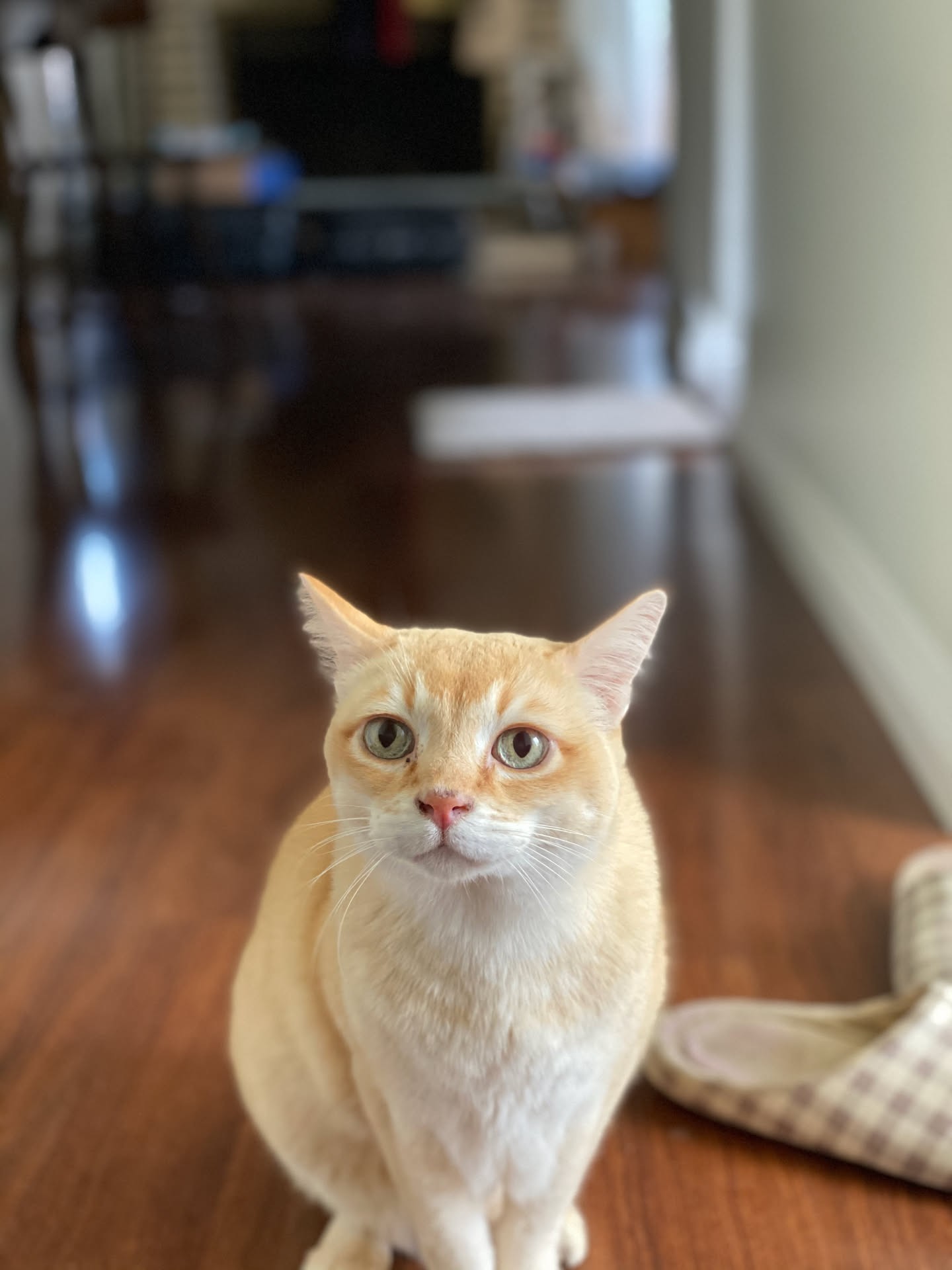 Mon Mon sitting in the hallway and looking at the camera