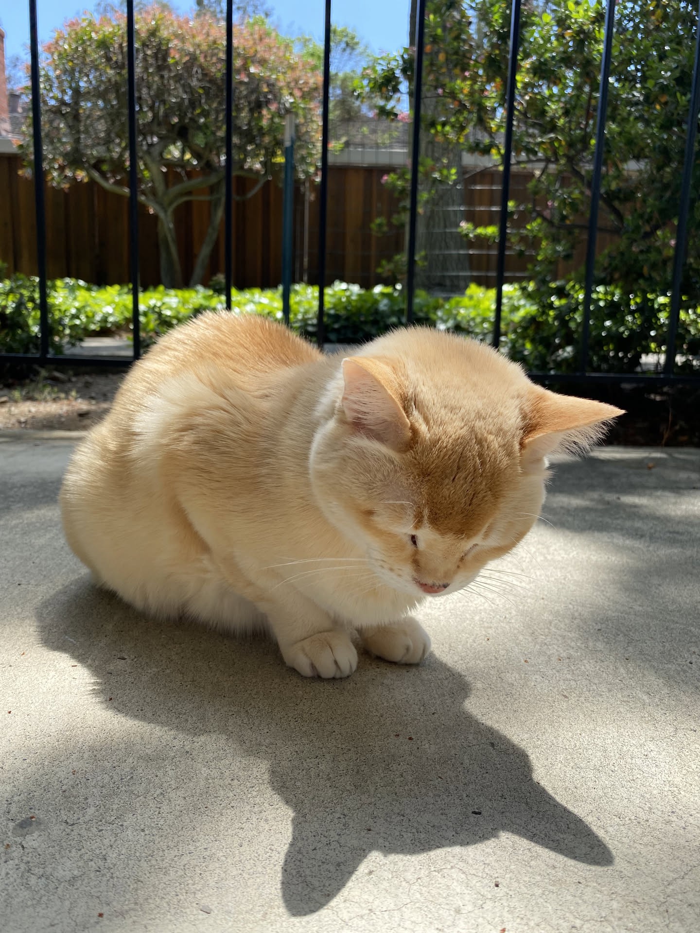 Mon Mon sitting outside in warm sunlight