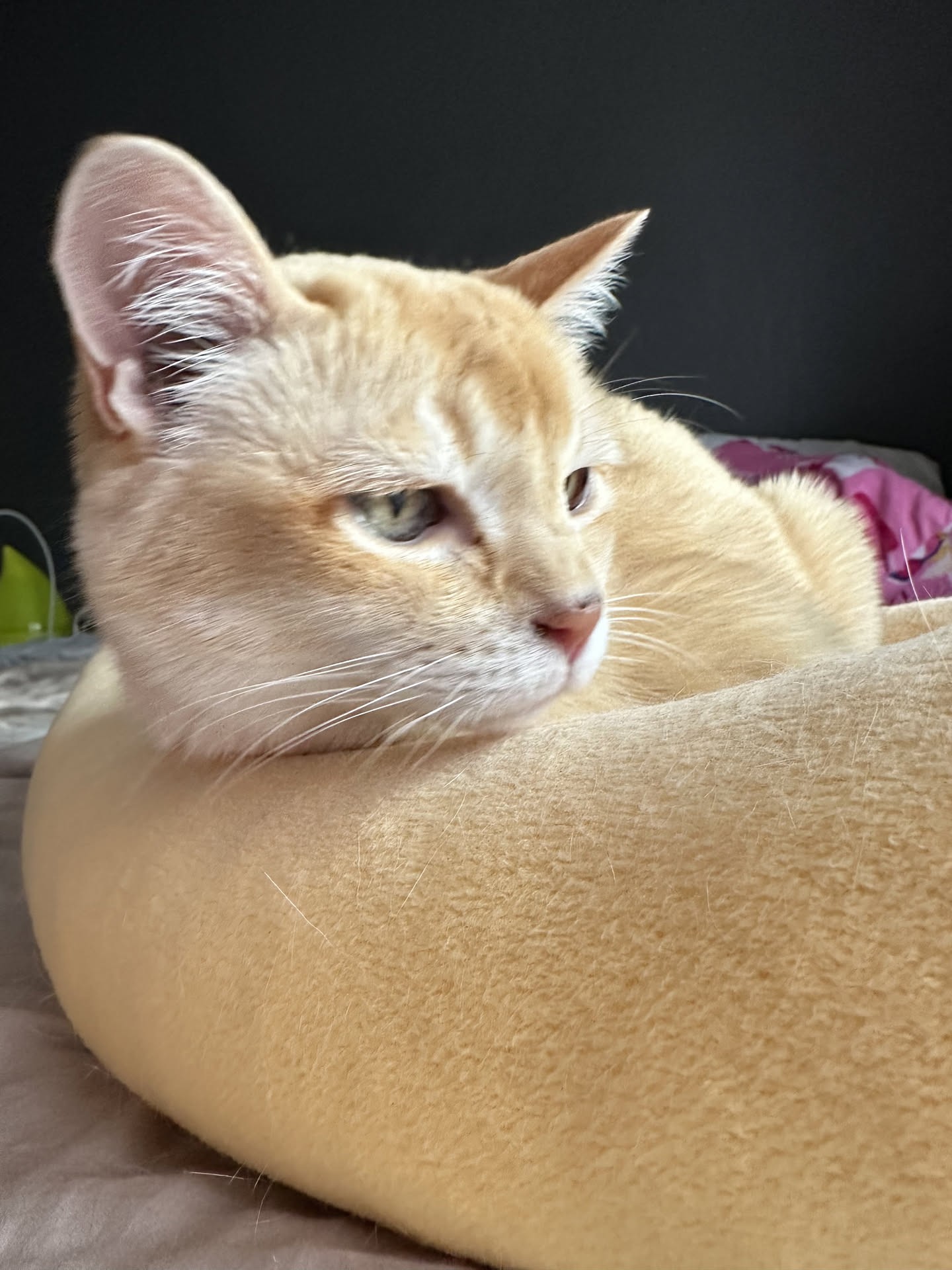 A close portrait of Mon Mon resting with his head raised